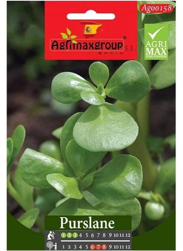 أجريماكس - بذور الرجلة عالية الجودة من Agrimaxgroup - Image 1