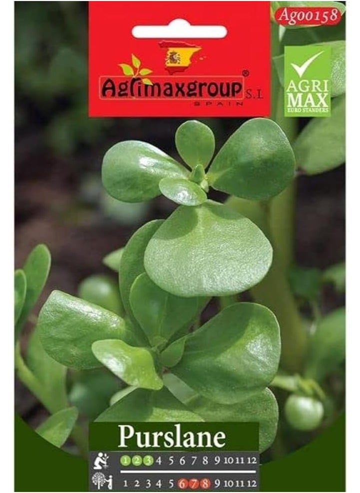 أجريماكس - بذور الرجلة عالية الجودة من Agrimaxgroup - Image 1