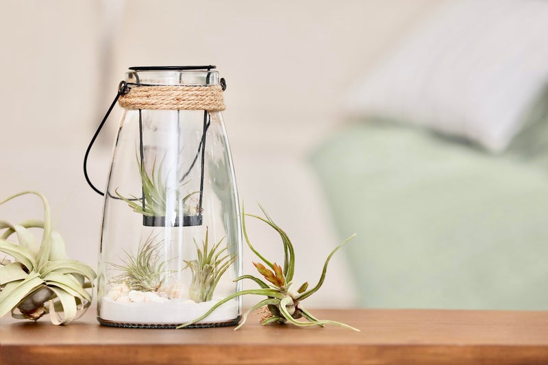 Plants for Pets Tillandsia Air Plants Live Indoor Plants (6PK), Airplants Variety Live Plant Kit, Tropical Plants Live Houseplants, Air Plant Live Succulents Plants Live Plants Indoor House Plants by Plants for Pets - Image 5