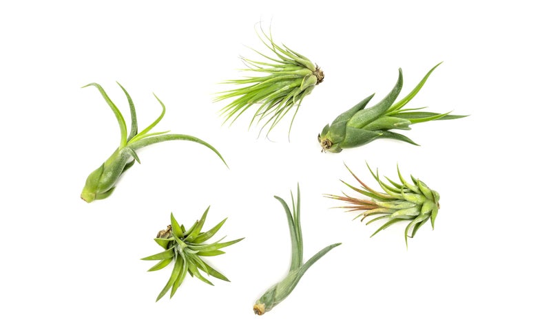 Plants for Pets Tillandsia Air Plants Live Indoor Plants (6PK), Airplants Variety Live Plant Kit, Tropical Plants Live Houseplants, Air Plant Live Succulents Plants Live Plants Indoor House Plants by Plants for Pets - Image 1