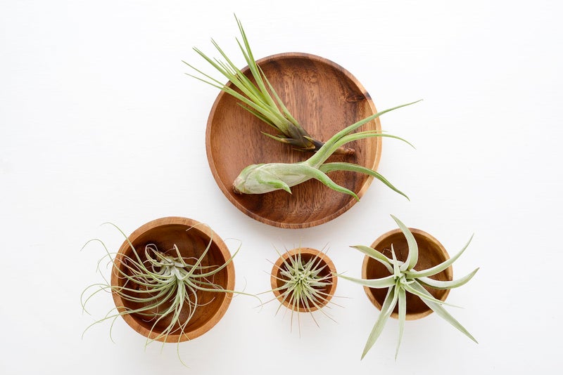 Plants for Pets Tillandsia Air Plants Live Indoor Plants (6PK), Airplants Variety Live Plant Kit, Tropical Plants Live Houseplants, Air Plant Live Succulents Plants Live Plants Indoor House Plants by Plants for Pets - Image 2