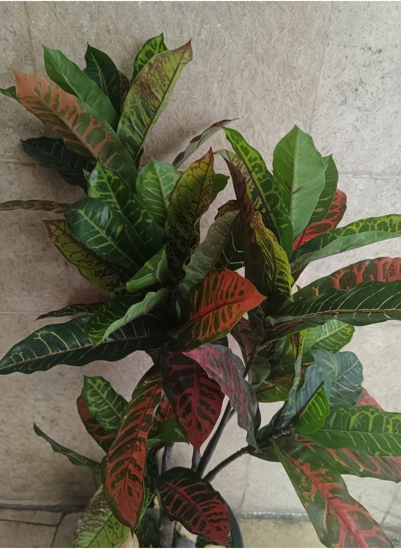 Generic Artificial Benjamina Tree  - Image 2