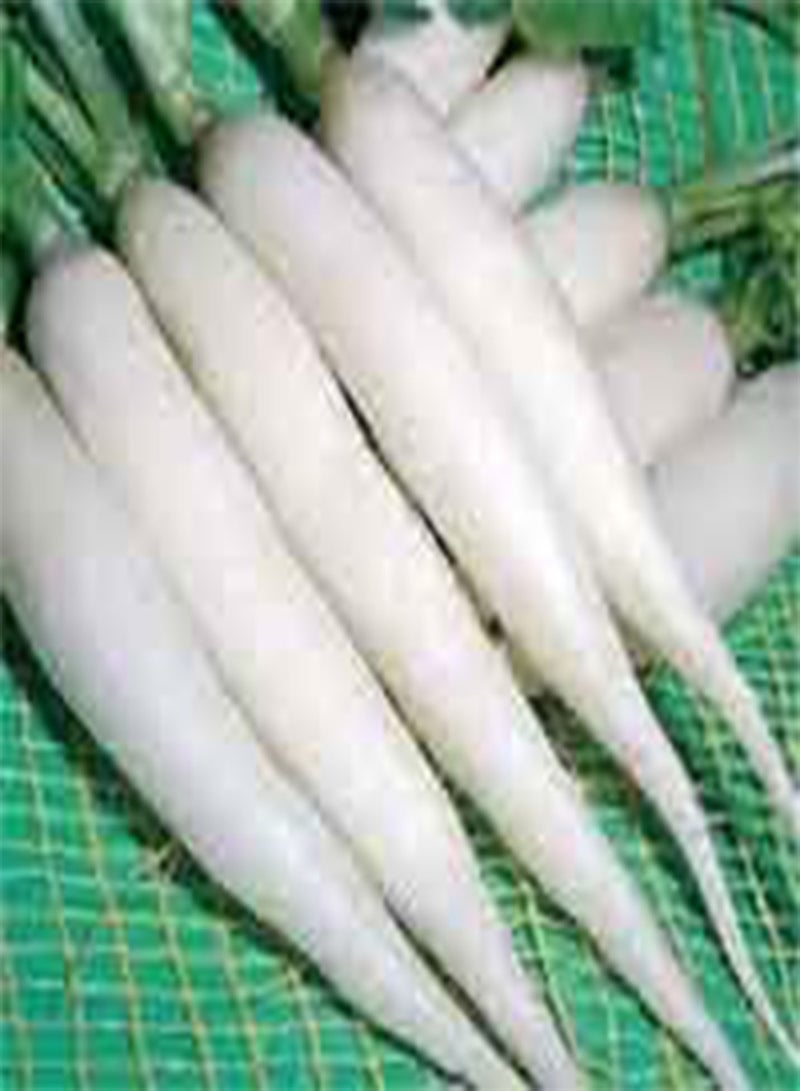 GGOOT ITALIAN Heirloom heritage RADISH SEEDS CANDELA DI GHIACCIO LONG WHITE ICICLE Certified  organic grower