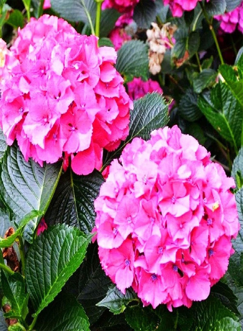 جي جوت بذور زهور 50 قطعة من بذور نيكو بلو هيدرانجيا المختلطة، هيدرانجيا سنوبول العملاقة - Image 2