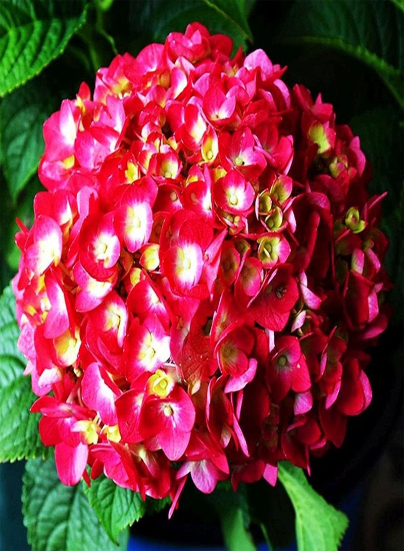 جي جوت بذور زهور 50 قطعة من بذور نيكو بلو هيدرانجيا المختلطة، هيدرانجيا سنوبول العملاقة - Image 3