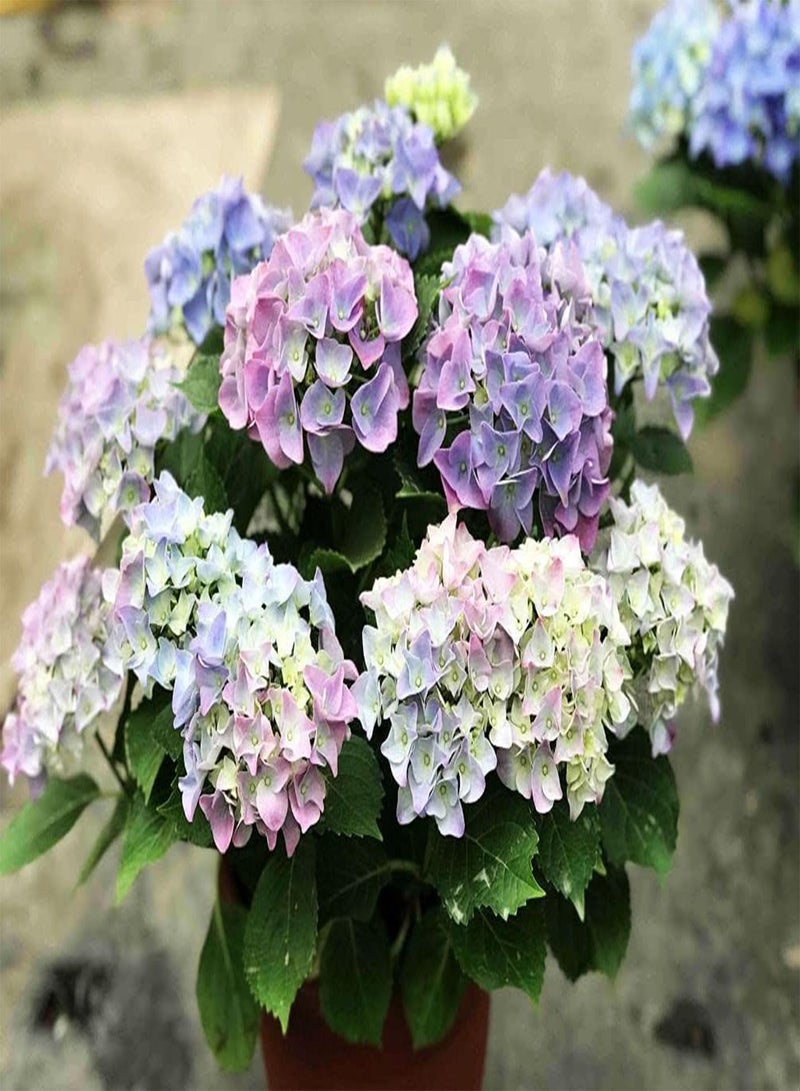 جي جوت بذور زهور 50 قطعة من بذور نيكو بلو هيدرانجيا المختلطة، هيدرانجيا سنوبول العملاقة - Image 5