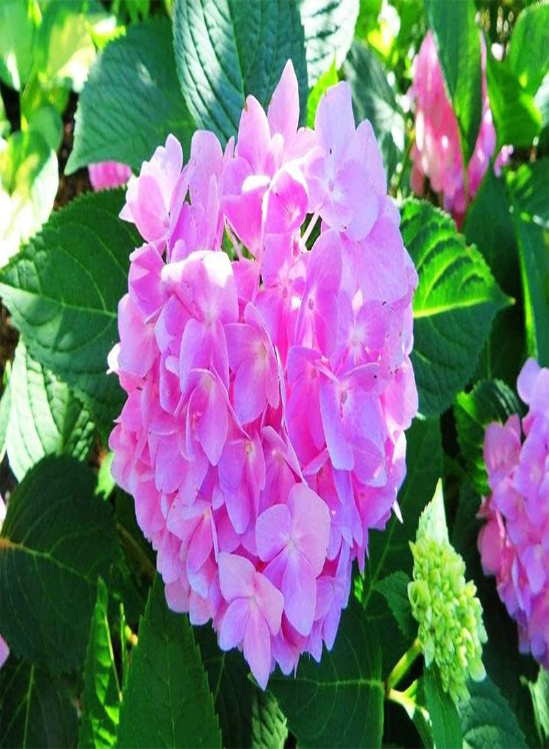 جي جوت بذور زهور 50 قطعة من بذور نيكو بلو هيدرانجيا المختلطة، هيدرانجيا سنوبول العملاقة - Image 4