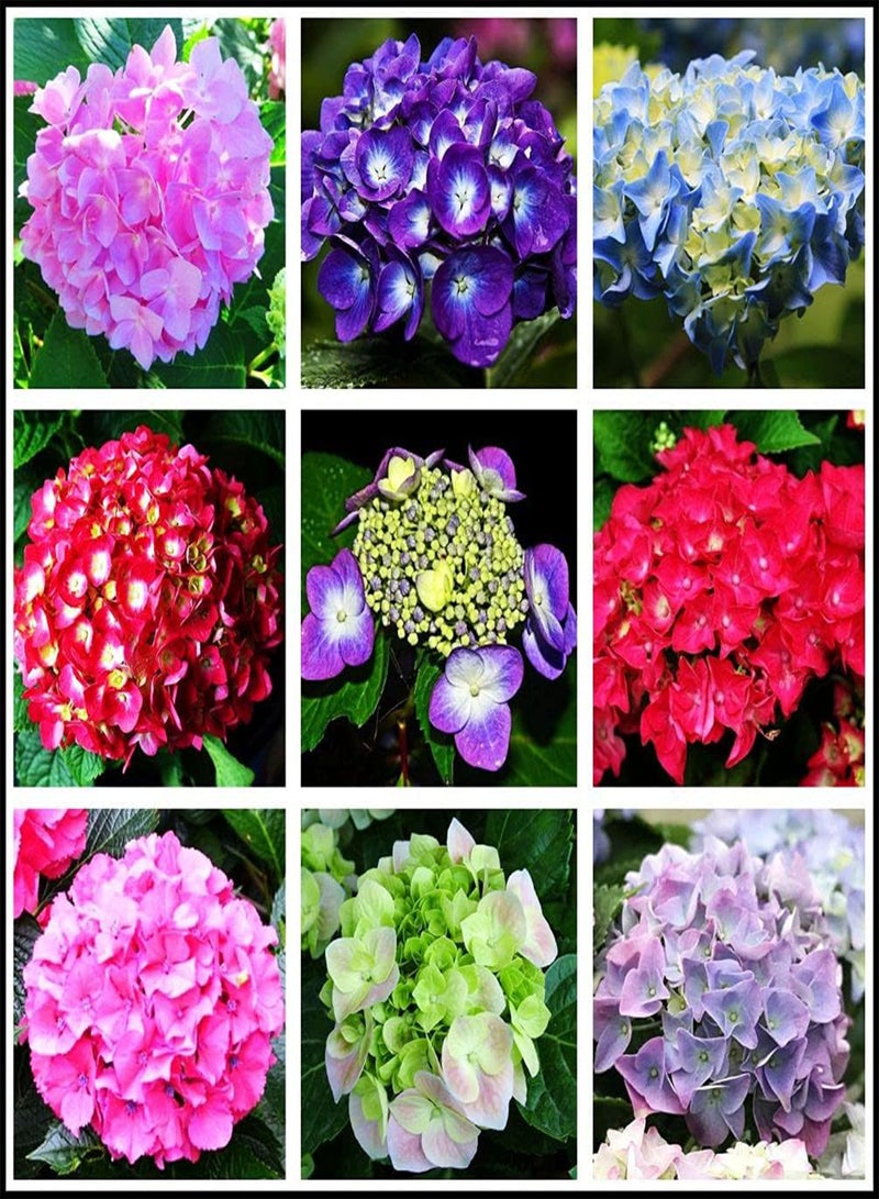جي جوت بذور زهور 50 قطعة من بذور نيكو بلو هيدرانجيا المختلطة، هيدرانجيا سنوبول العملاقة - Image 1