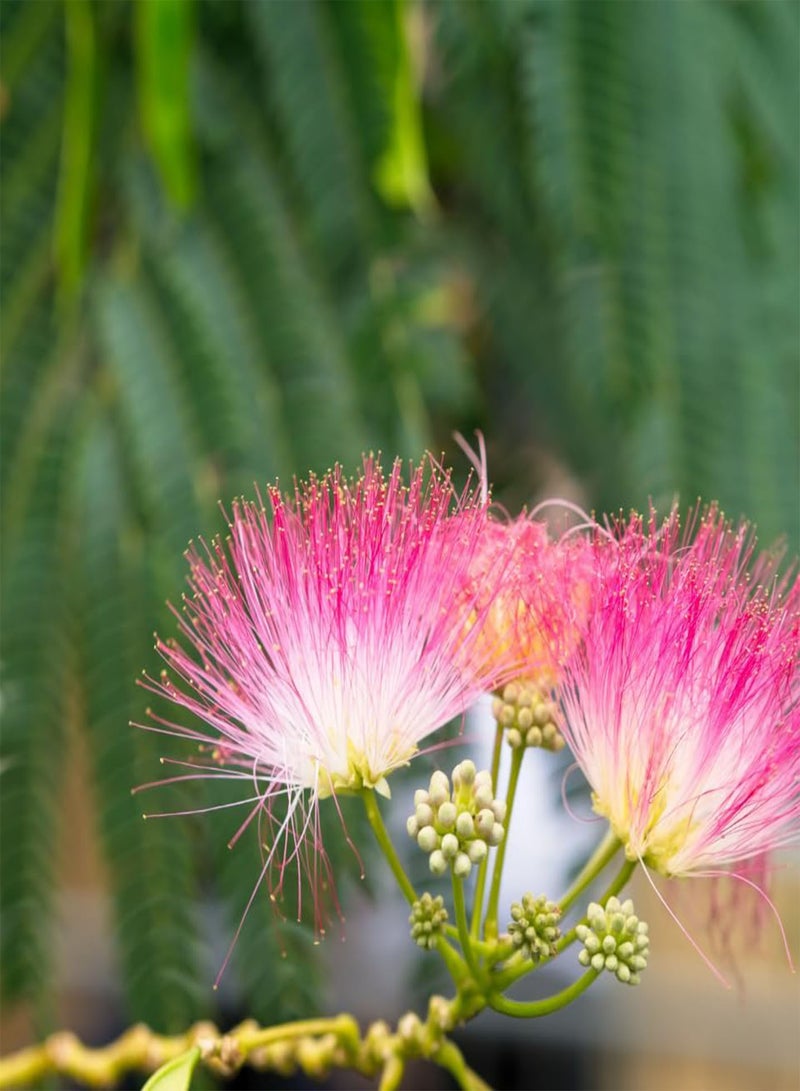 GGOOT Siris Tree, White Siris, Tall Albizia (Albizia procera, Siris) Seeds (20) - Image 1