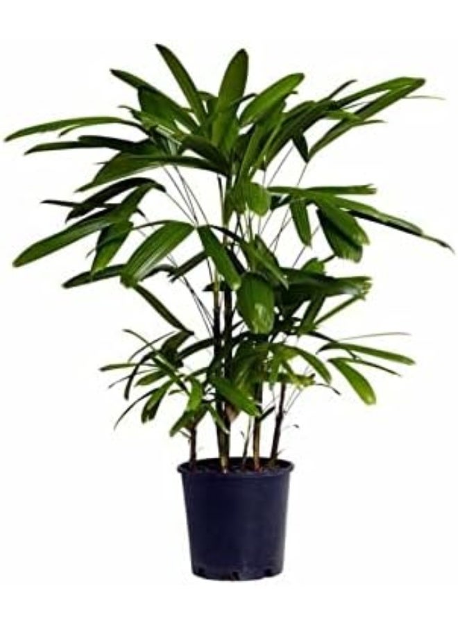 DUBAI GARDEN CENTRE نبات رهابيس إكسيليسا الخارجي من مركز دبي للحدائق، متوسط، أخضر