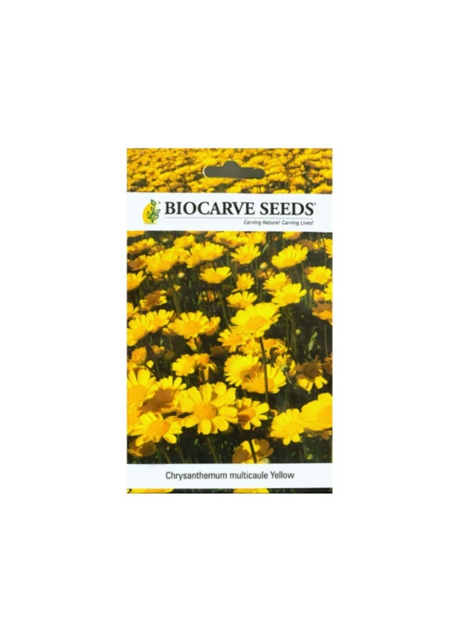 BIOCARVE SEEDS Yellow multi-stemmed chrysanthemum seeds - Image 1
