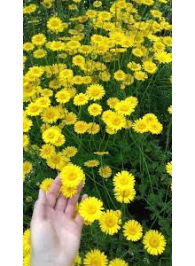BIOCARVE SEEDS Yellow multi-stemmed chrysanthemum seeds - Image 3