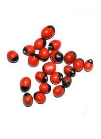 advancedestore advancedestore || Pooja Samagri | Natural Rakt Gunja -Red Chirmi Beads -Abrus Seed -Gamanchi -Gaunchi -Rati -Gulaganji -Guruvinda -Guruginia -51 pcs -Good for Wealth Benefit  - Image 1