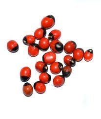 advancedestore || Pooja Samagri | Natural Rakt Gunja -Red Chirmi Beads -Abrus Seed -Gamanchi -Gaunchi -Rati -Gulaganji -Guruvinda -Guruginia -51 pcs -Good for Wealth Benefit - Image 1