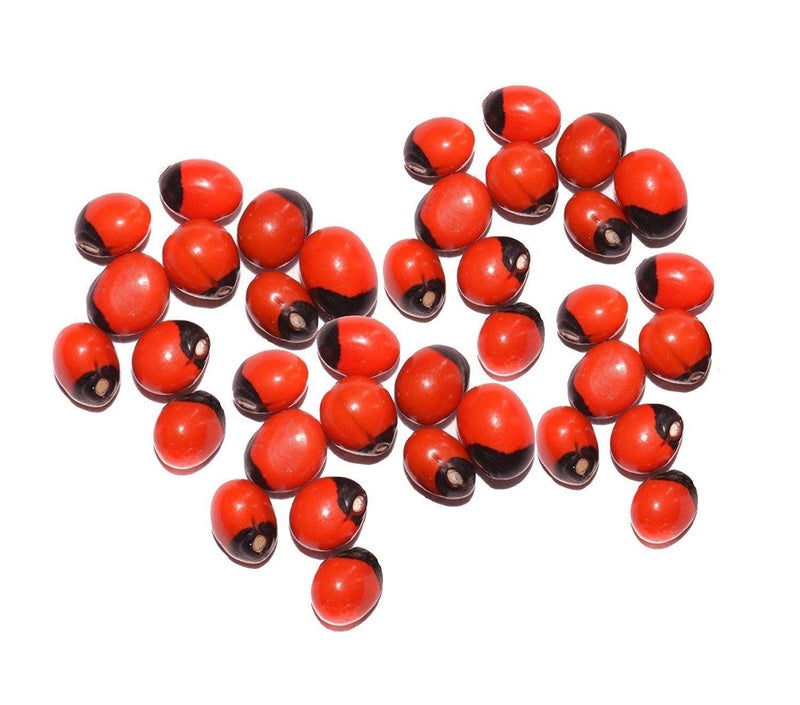 advancedestore || Pooja Samagri | Natural Rakt Gunja -Red Chirmi Beads -Abrus Seed -Gamanchi -Gaunchi -Rati -Gulaganji -Guruvinda -Guruginia -51 pcs -Good for Wealth Benefit - Image 3