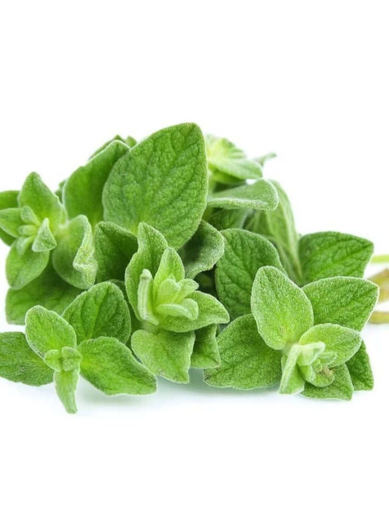 100 قطعة من بذور الأوريجانو الحلو وبذور المردقوش الحلو للزراعة - Image 1