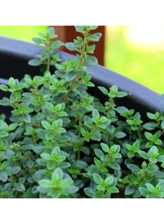 100 قطعة من بذور الأوريجانو الحلو وبذور المردقوش الحلو للزراعة - Image 3