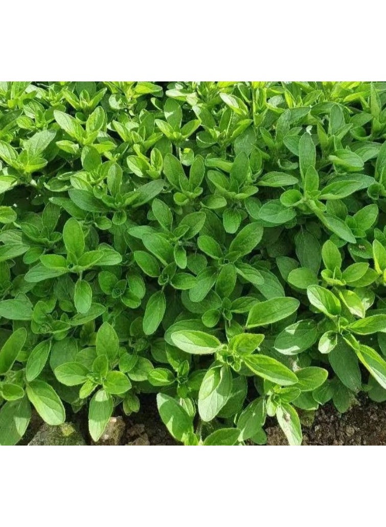 100 قطعة من بذور الأوريجانو الحلو وبذور المردقوش الحلو للزراعة - Image 2