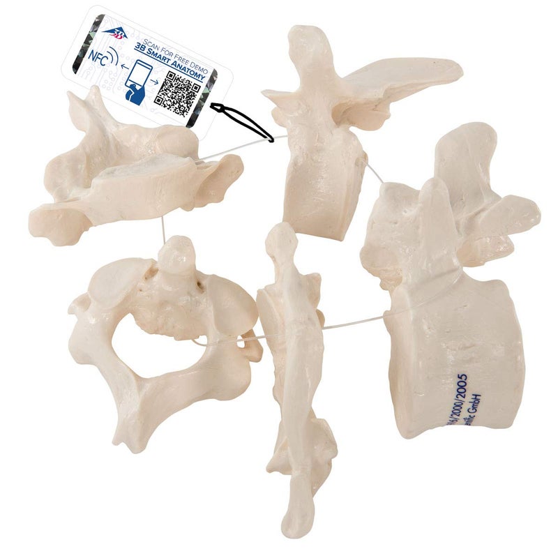 3B Scientific A75/1 5 Vertebrae - 3B Smart Anatomy - Image 4