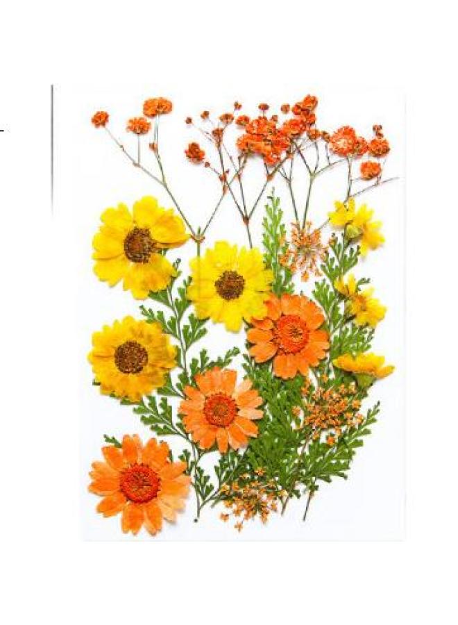 Jiamo Transparent Dried Flower Bookmark Handmade Diy Material Pack Specimen Pvc Sealing Film Creative Plant Leaf Pressed Flower Cowhide Paper Bottle Hanging Bottle Elementary School Student Pressed Pe - Image 1
