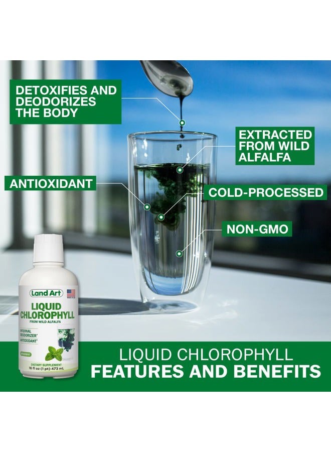 Land Art Liquid Chlorophyll Peppermint: Cold Extracted from Non-GMO Wild Alfalfa, Natural Liquid Chlorophyll - Antioxidant - Energy-Boosting Detox Supplement - Image 3