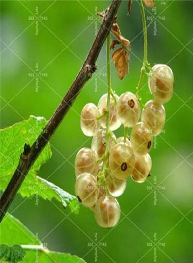 GGOOT Currant Fruit Bonsai Seeds 100 Pcs; Color16