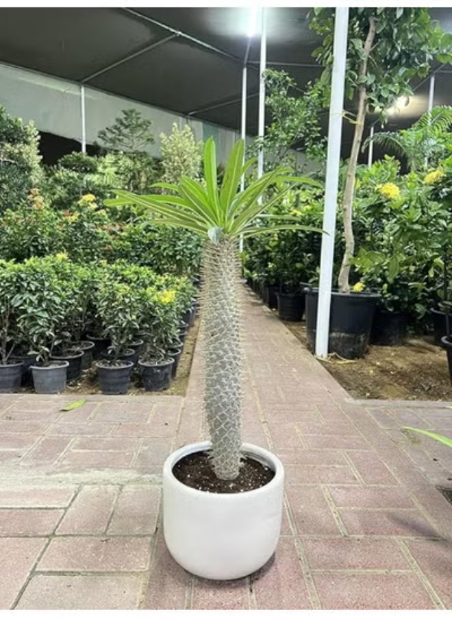 Spectrum 360 Madagascar Palm  Live Succulent Indoor Plant in Elegant White Ceramic Pot – 70 cm Tall Exotic Houseplant Low Maintenance Decorative Home & Office Plant - Image 1