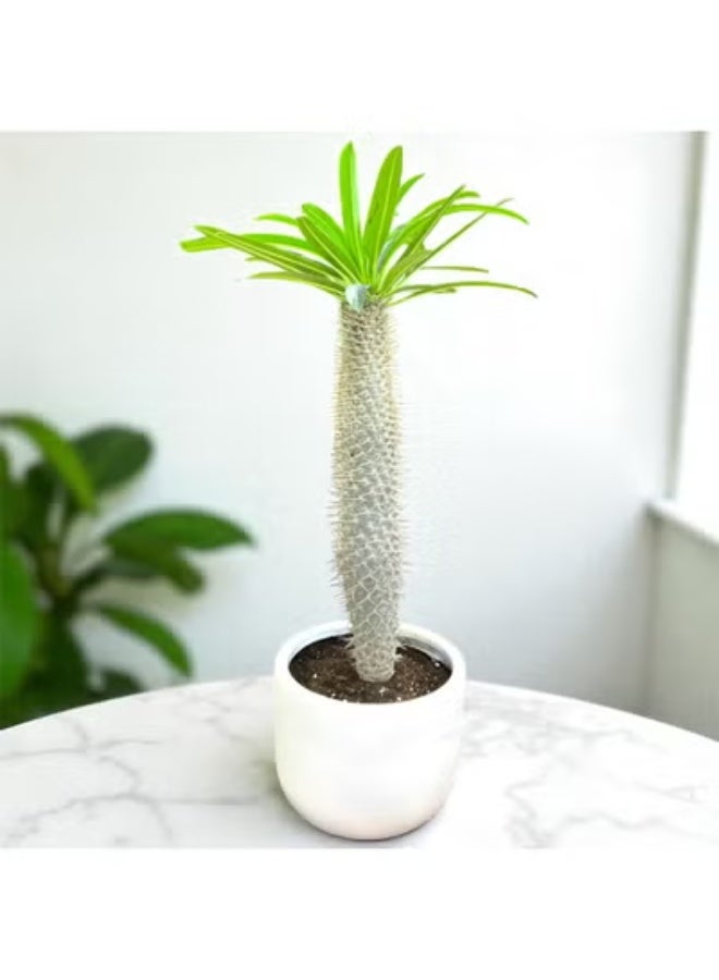 Spectrum 360 Madagascar Palm  Live Succulent Indoor Plant in Elegant White Ceramic Pot – 70 cm Tall Exotic Houseplant Low Maintenance Decorative Home & Office Plant - Image 2