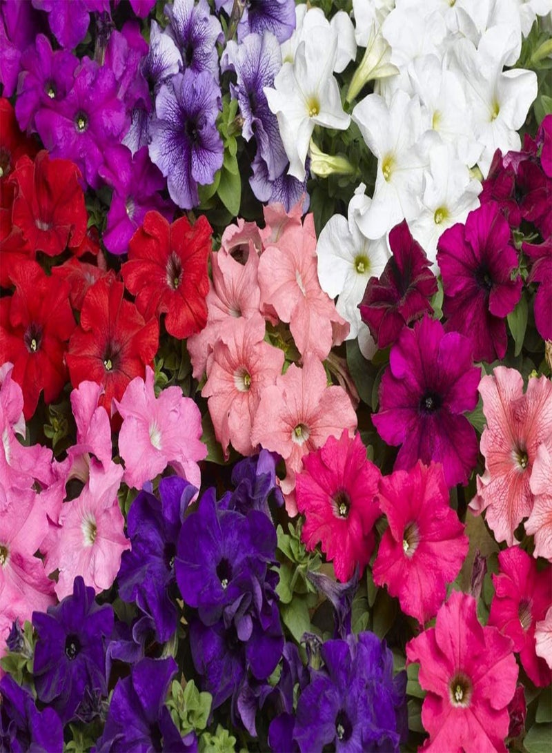GGOOT 100pcs gemischte Farb Petunien Samen einzigartige Vielfalt schafft einzigartige Terrasse Landschaft Garten Bauernhof Balkon einfache Bepflanzung wartungsarm - Image 2
