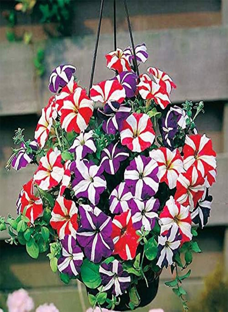 GGOOT Seeds Petunia Ultra Star Mix Annual Flowers - Image 2