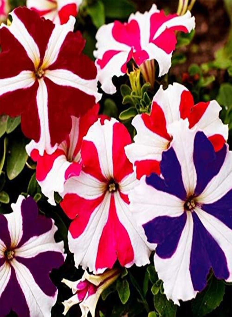 GGOOT Seeds Petunia Ultra Star Mix Annual Flowers - Image 5