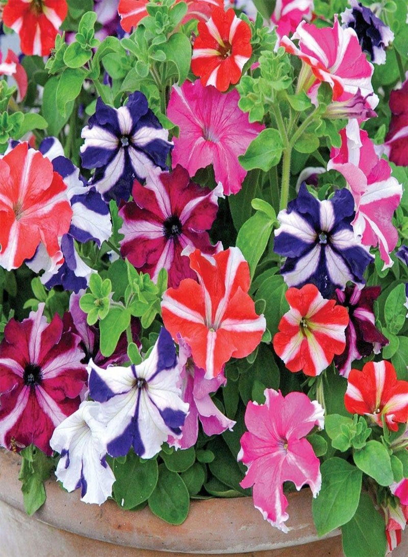 GGOOT Seeds Petunia Ultra Star Mix Annual Flowers - Image 1