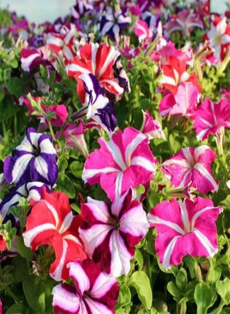 GGOOT Seeds Petunia Ultra Star Mix Annual Flowers - Image 3