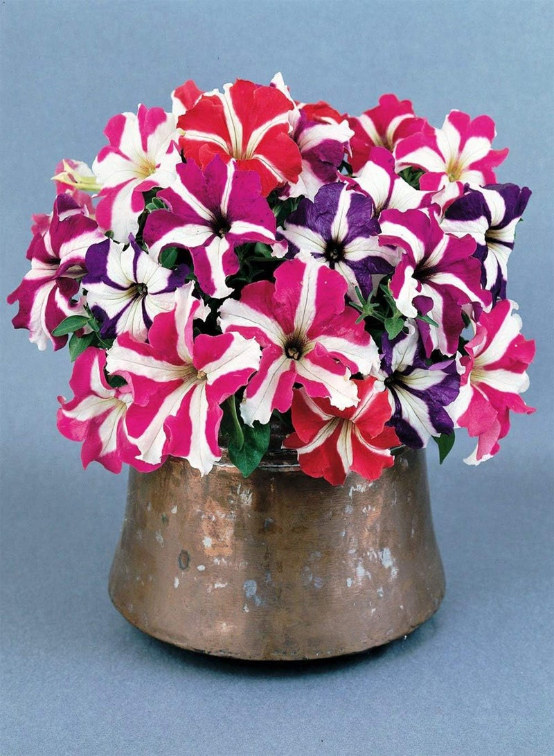 GGOOT Seeds Petunia Ultra Star Mix Annual Flowers - Image 4