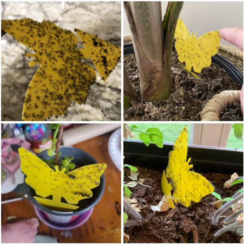 Dwcom Trap 40 Pack Fungus Gnat Traps for House Indoor, Fungus Traps Fruit Fly Traps for Indoors Gnats Sticky Traps for Plants Yellow Sticky Traps for Gnats - Image 3