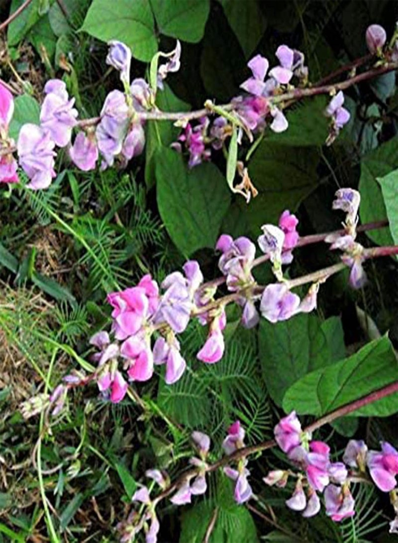 جي جوت 10 قطع من بذور العدس المثمرة غير المعدلة وراثيًا، بذور الفاصولياء الزنابق الأرجوانية المتكتلة المزهرة، مزرعة حمراء - Image 2