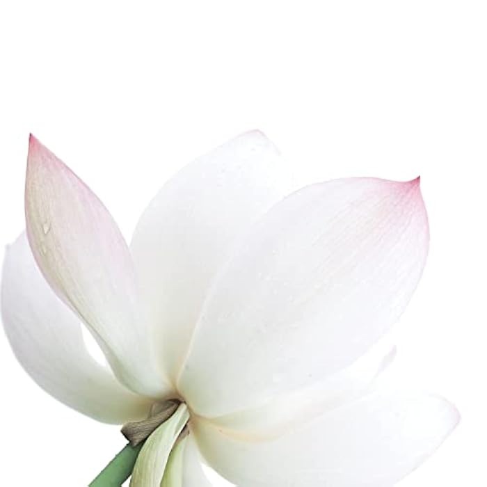 Pour Moi White Serum - Climate-Smart Anti-Aging with Retinol and Hyaluronic Acid, Fortified with Anti-Wrinkle Peptides and Vitamin A for Younger-Looking Skin in Mild Conditions - Image 3