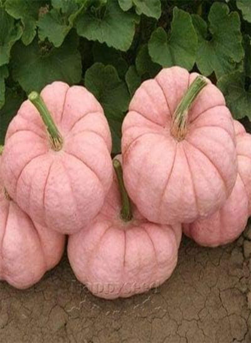 GGOOT 20 Pink Pumpkin Vegetable Seeds - Image 1