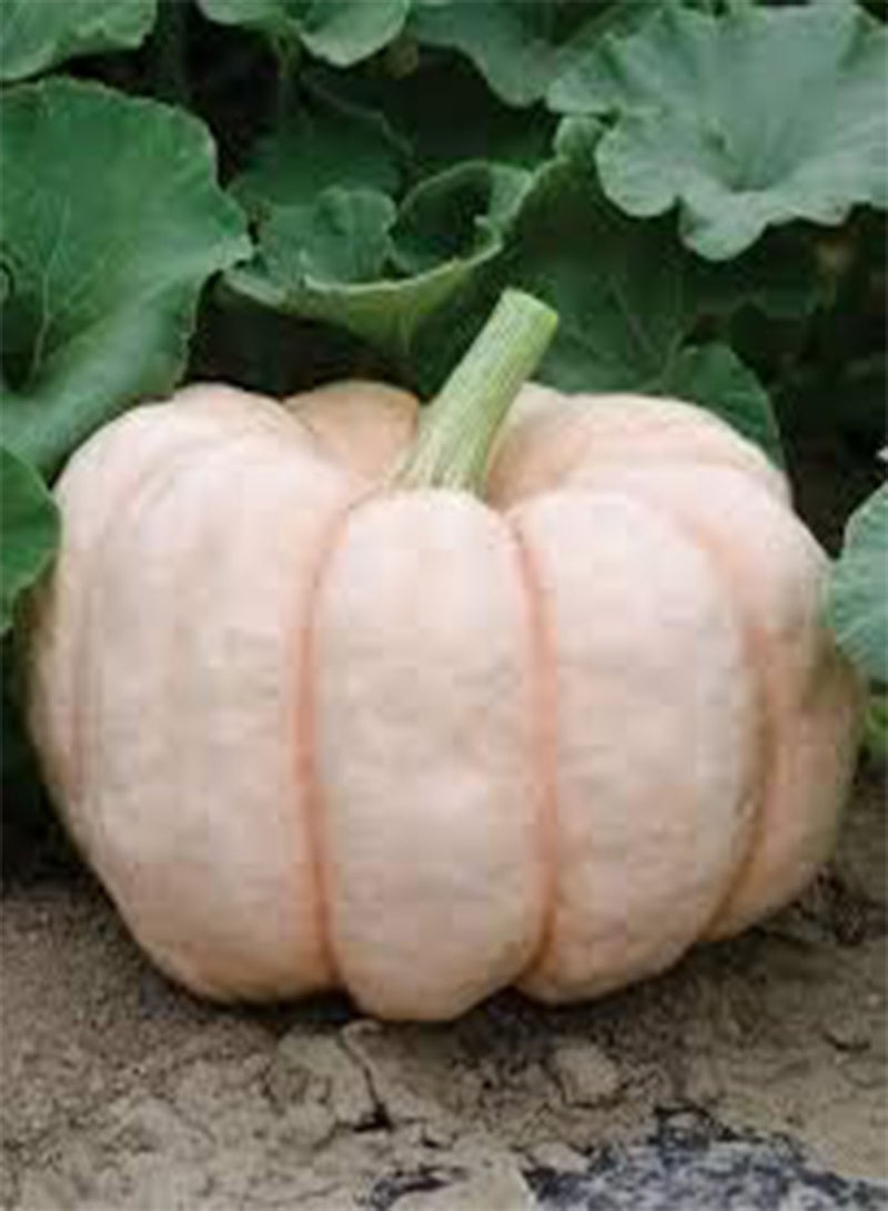 GGOOT 20 Pink Pumpkin Vegetable Seeds - Image 3