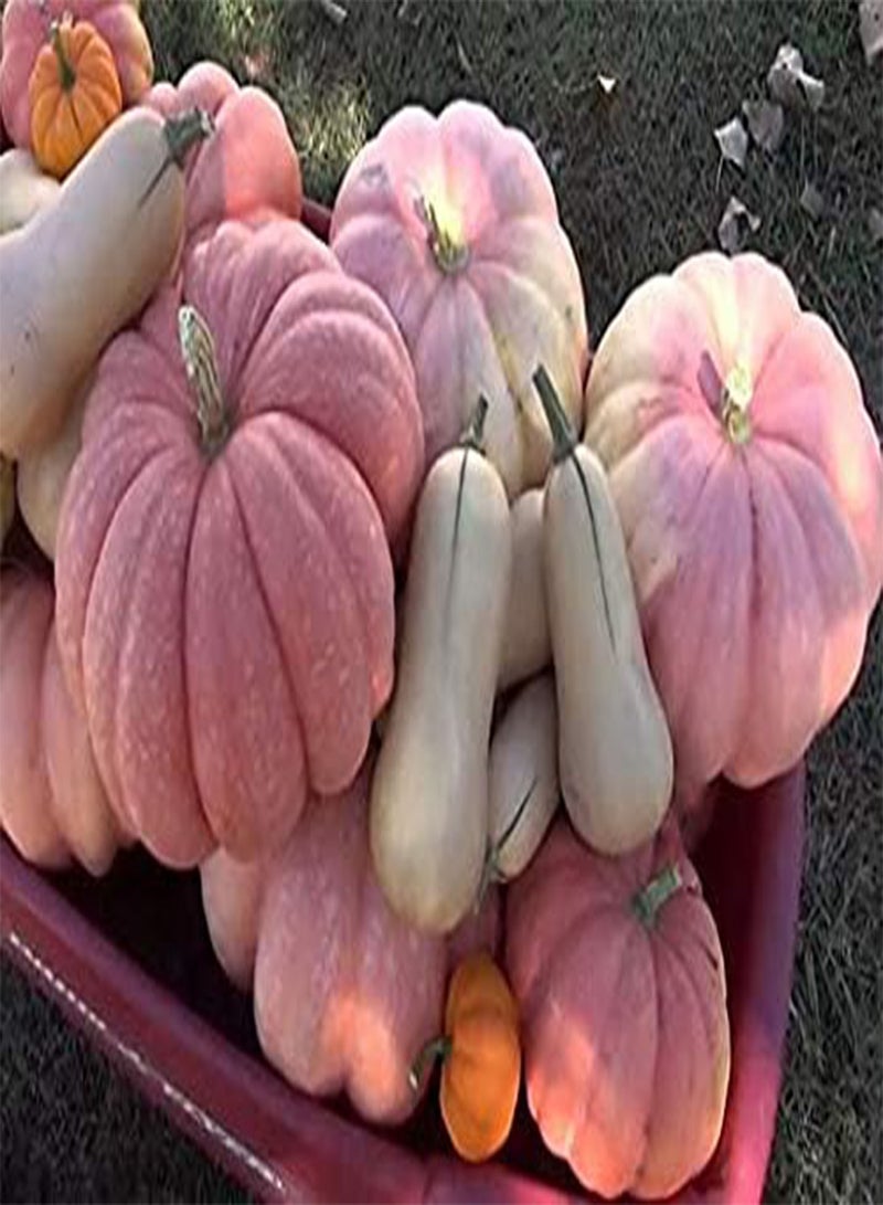 GGOOT 20 Pink Pumpkin Vegetable Seeds - Image 2