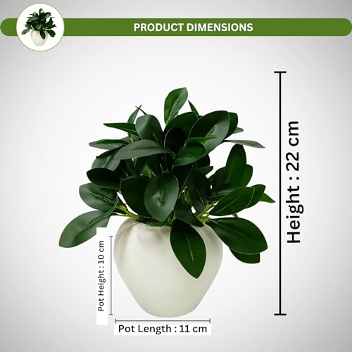 fancymart Artificial Rubber Plant in 4 Inch White Apple Pot (22 cm Height) – Realistic Green Decorative Plant for Home Decor, Living Room, Office Desk & Interior Decoration - Image 4