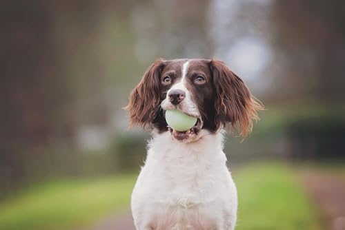 Chuckit! Fetch Pack Dog Balls - Interactive Dog Toys, High-Bounce Fetch Ball, Floating Ultra and Rugged Balls, Durable - Size Small, 2-inch Diameter, Set of 3 - Image 2
