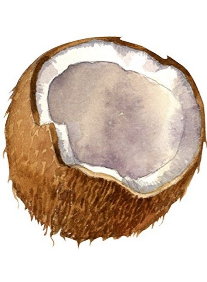 Best of Nature 100% زيت جوز الهند المعالج للتدليك والجسم النقي (8 أونصات) - Image 4