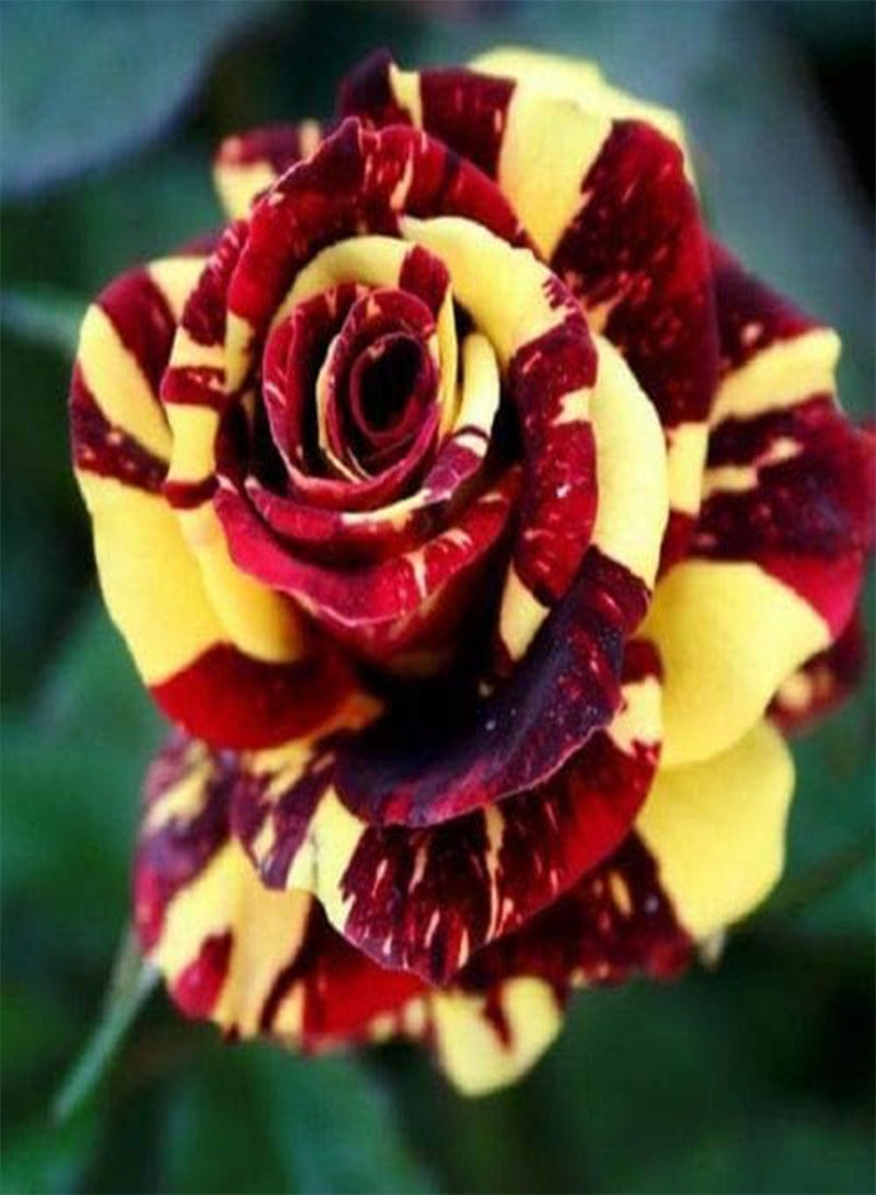 GGOOT seeds Fresh 100pcs Rose Flower seeds for Planting Yellow red
