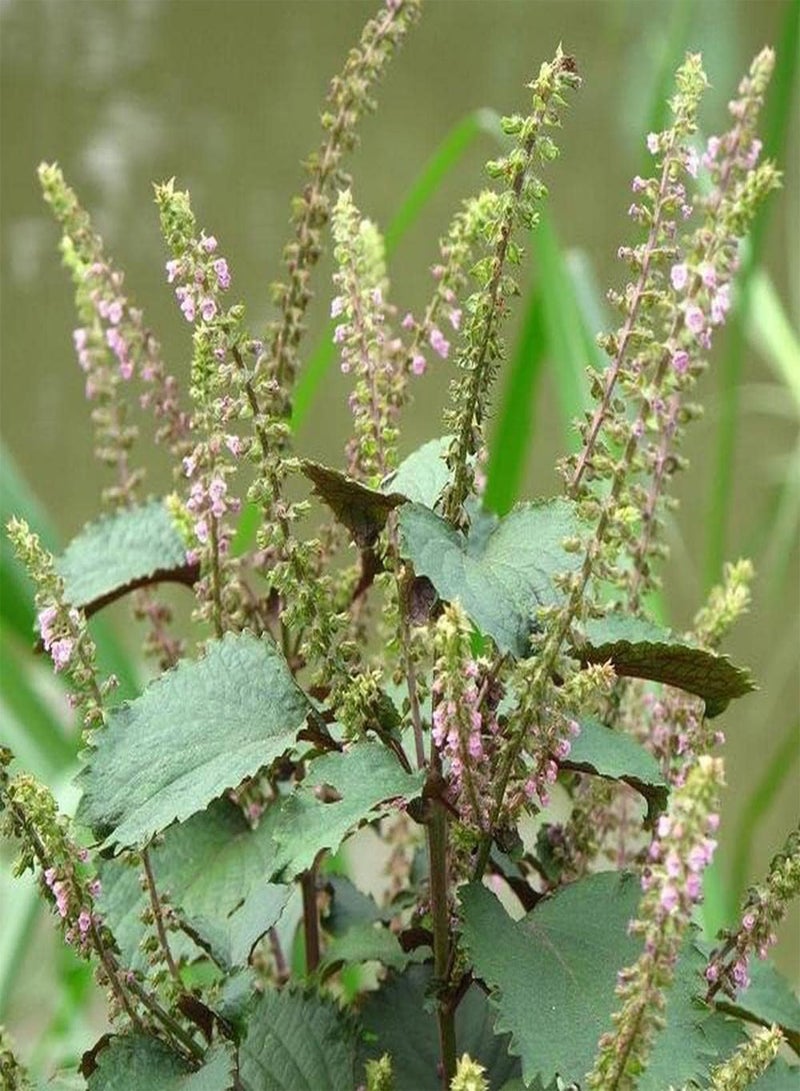 GGOOT 300Pcs Mix Perilla Seeds Perennial Ornamental Shiso Suitable Anyone Who Wants to Planted Decorate Flower Beds and Borders - Image 2