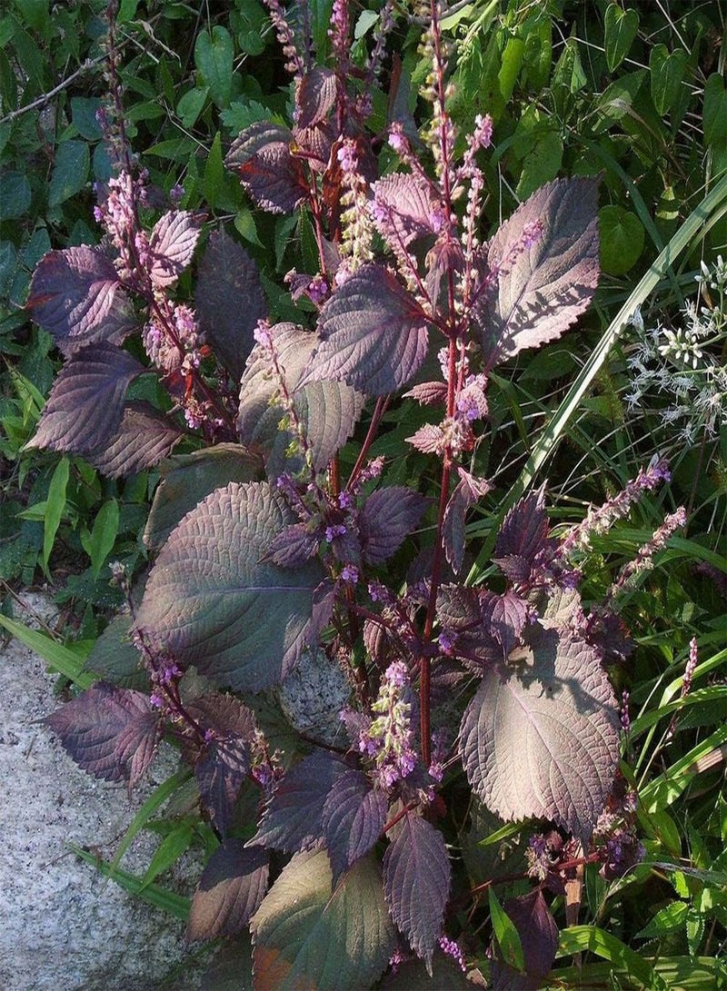 GGOOT 300Pcs Mix Perilla Seeds Perennial Ornamental Shiso Suitable Anyone Who Wants to Planted Decorate Flower Beds and Borders - Image 1