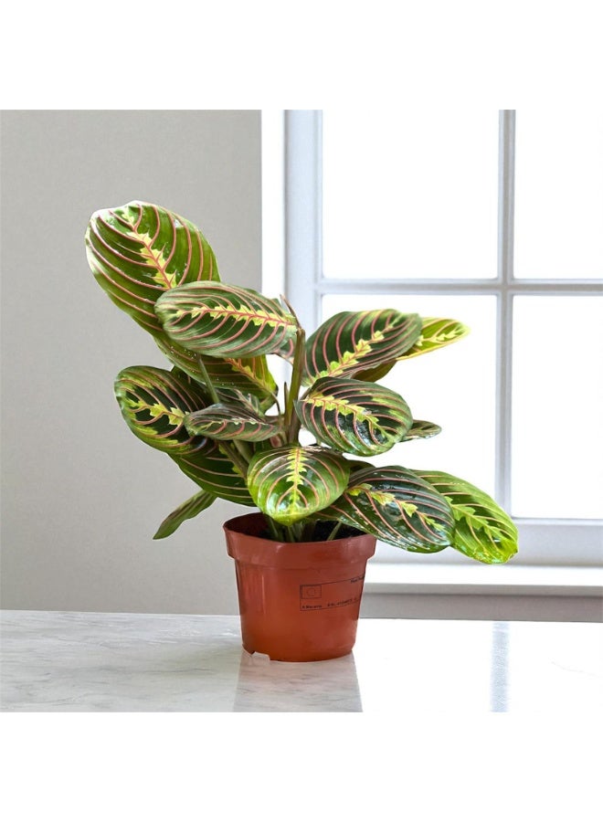 Maranta Leuconeura  Prayer Plant with Decorative Pot Indoor Live Plant with Moving Leaves  Low Maintenance Houseplant for Home & Office Décor  Air Purifying Indoor Plant