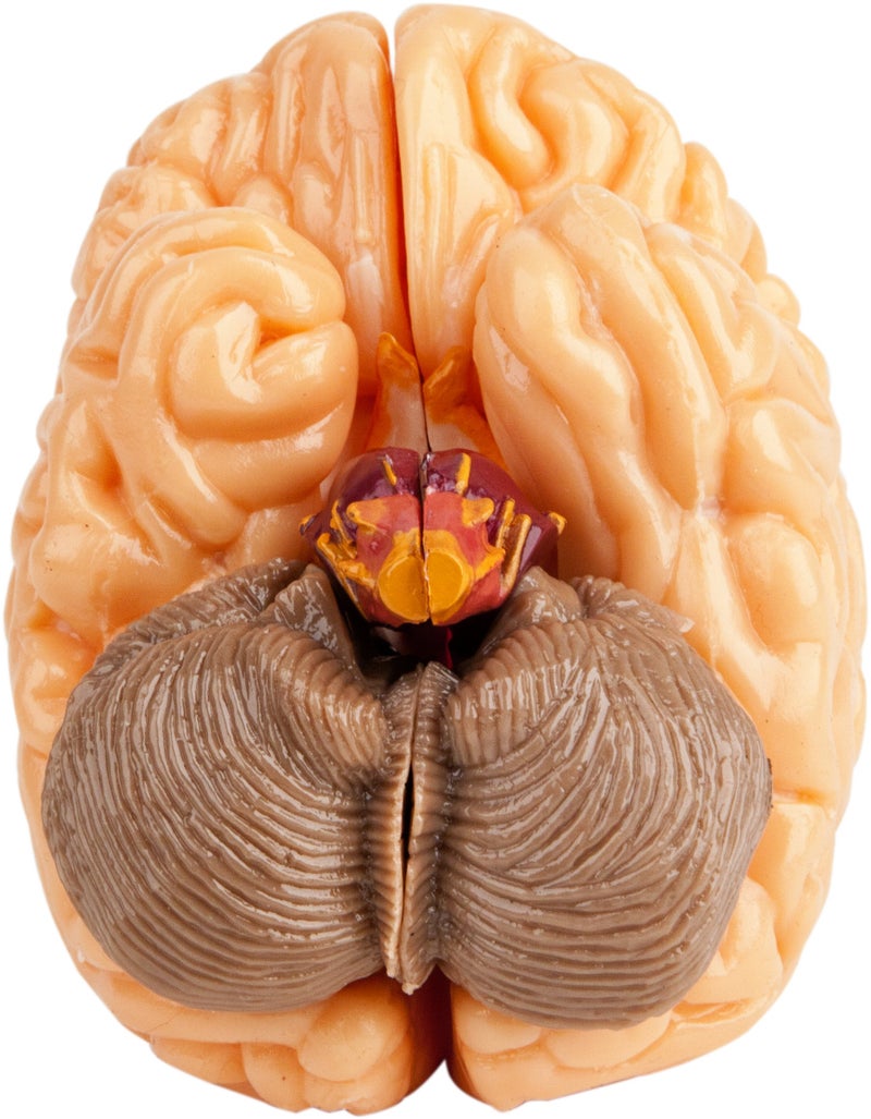 SmartLab Toys The Amazing Squishy Brain - Image 5