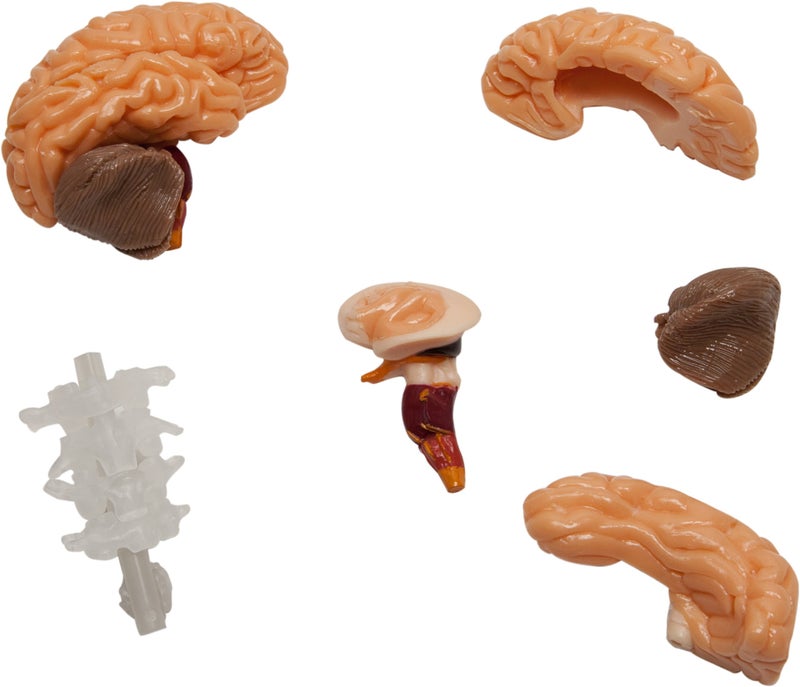 SmartLab Toys The Amazing Squishy Brain - Image 3