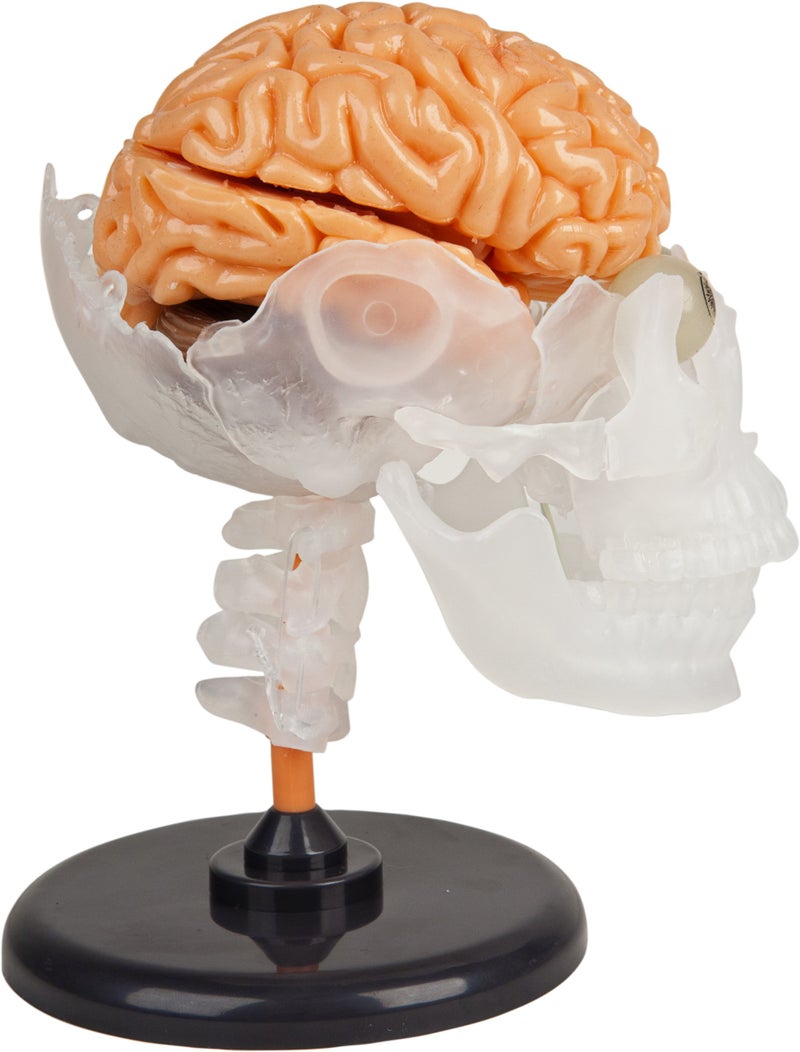 SmartLab Toys The Amazing Squishy Brain - Image 2